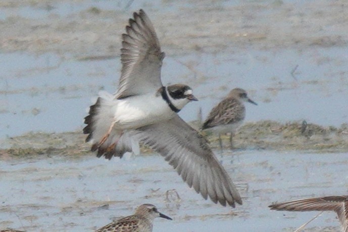 Semipalmated Plover - ML606191111