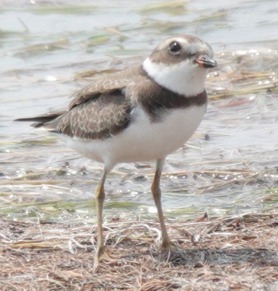 Semipalmated Plover - ML606191131