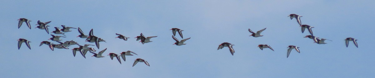 Eurasian Oystercatcher - ML606191421