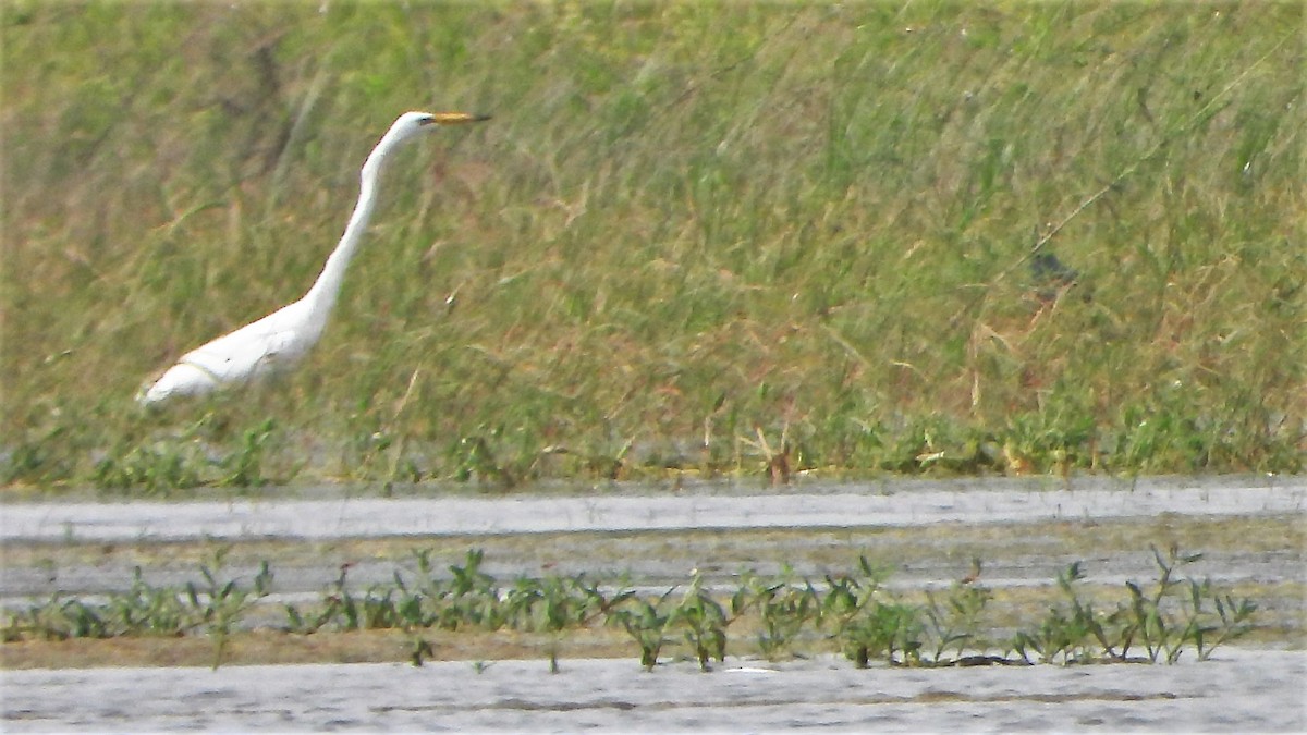 Great Egret - Girish Chhatpar