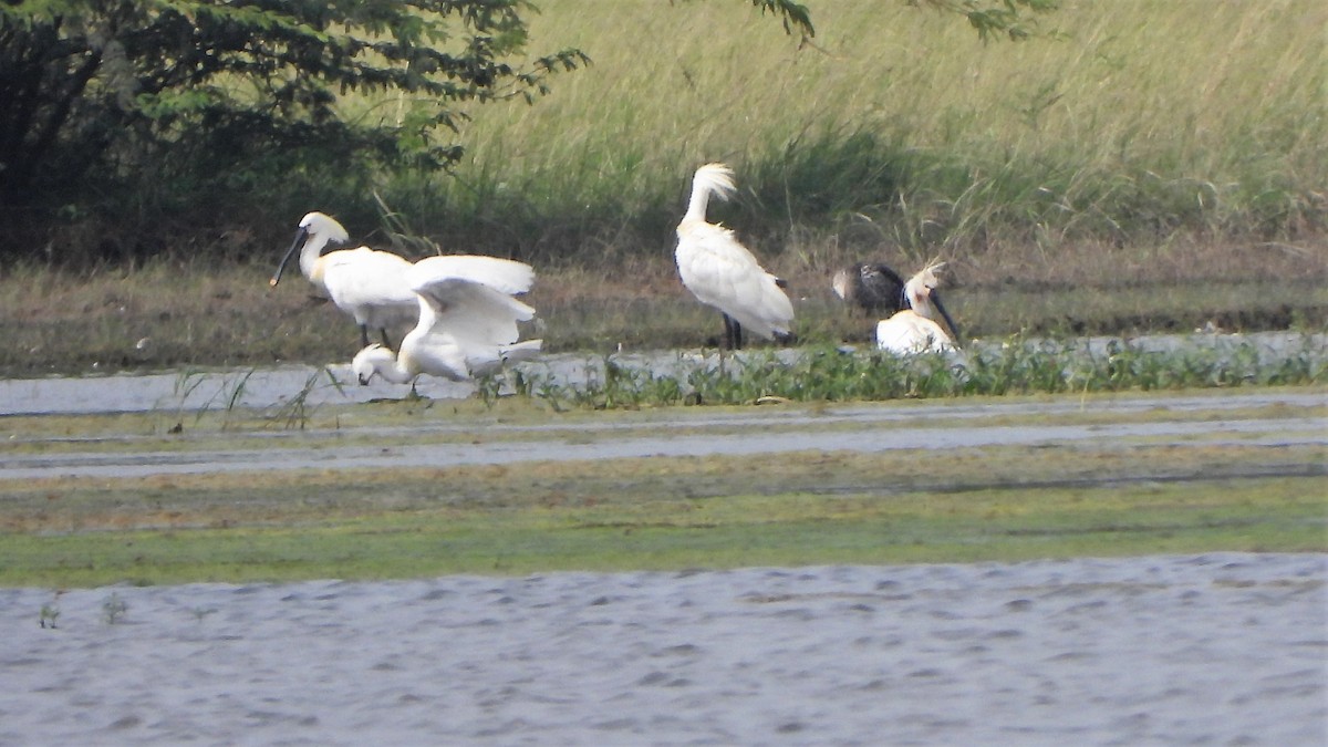 Eurasian Spoonbill - ML606191581