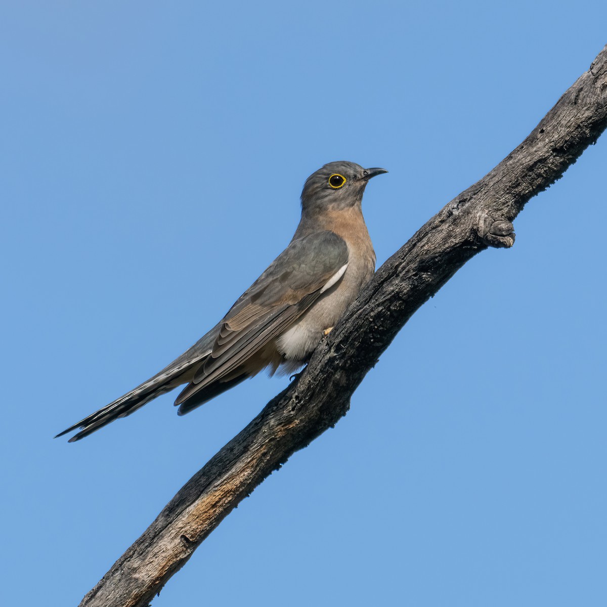 Fan-tailed Cuckoo - Keith Wilcox