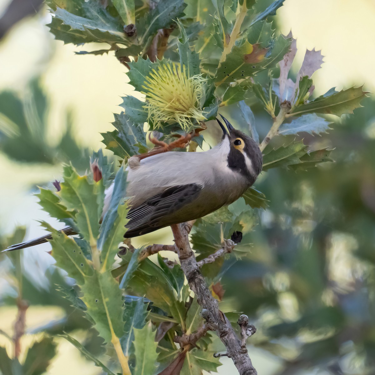 Brown-headed Honeyeater - Keith Wilcox