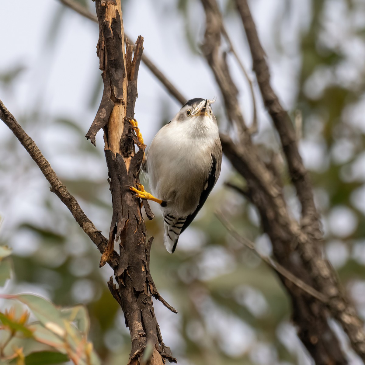 Varied Sittella - Keith Wilcox