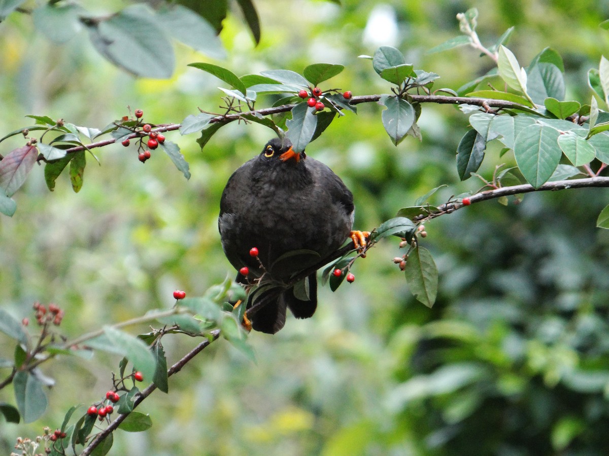 Great Thrush - ML606192161