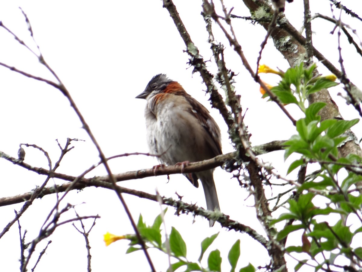 Rufous-collared Sparrow - Rudi Laps