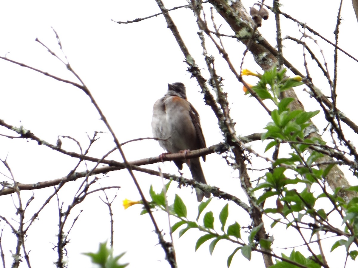 Rufous-collared Sparrow - ML606192251