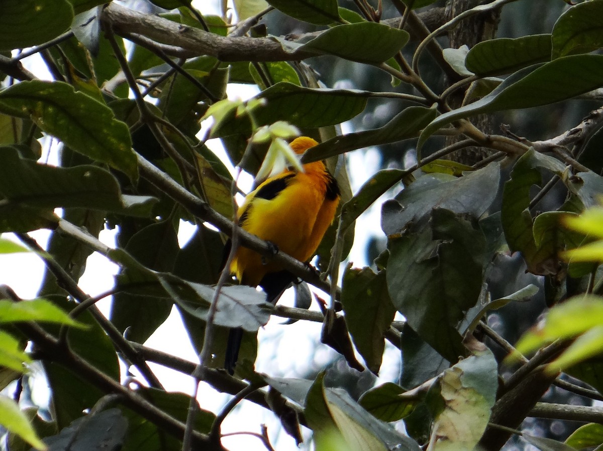 Yellow-backed Oriole - ML606192291