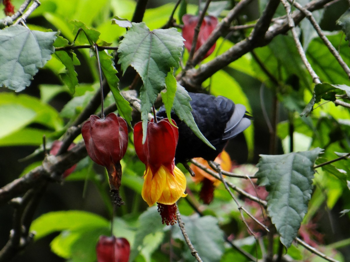 Black Flowerpiercer - ML606192321