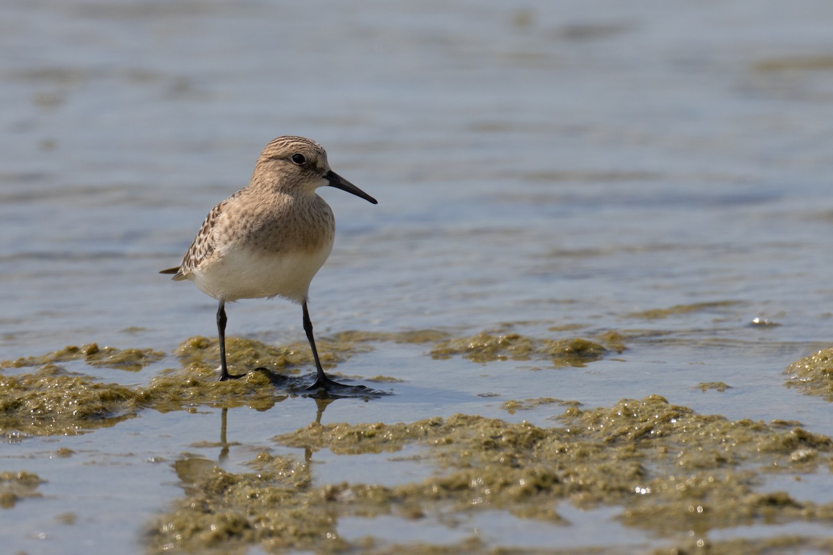 Baird's Sandpiper - ML606192461