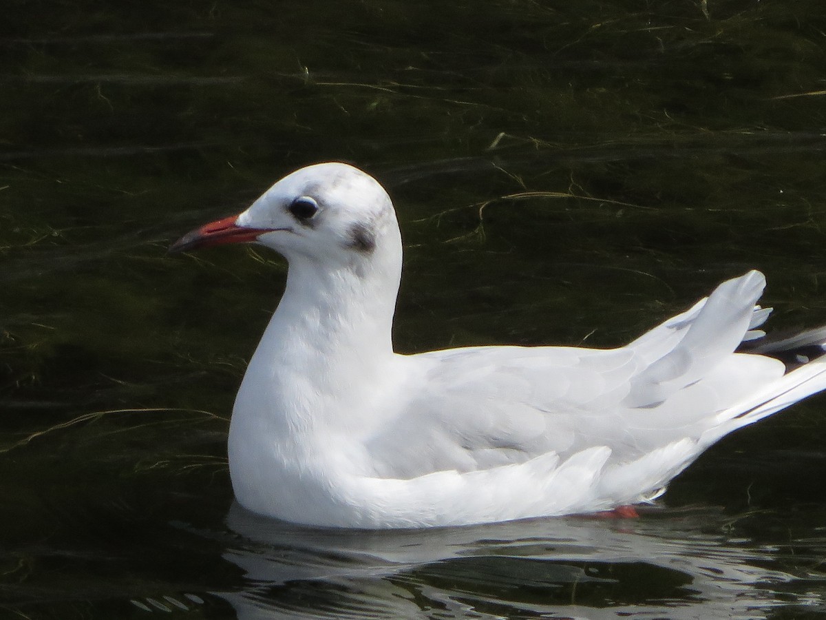 Mouette rieuse - ML60619251
