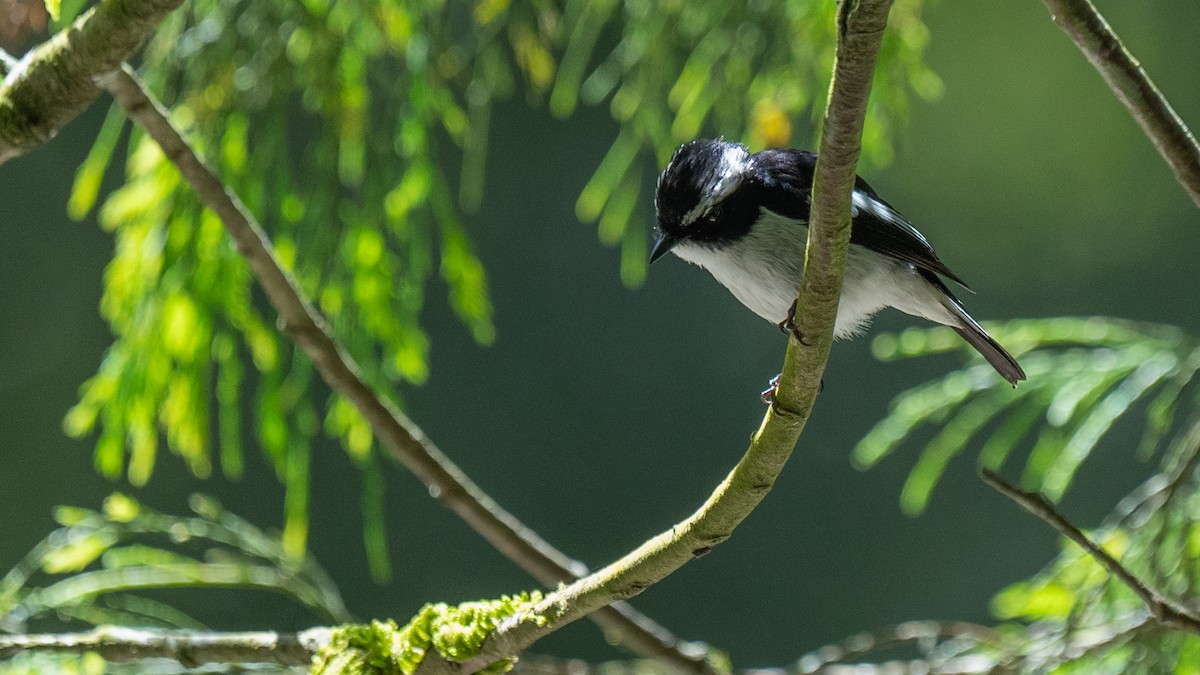 Little Pied Flycatcher - ML606193091