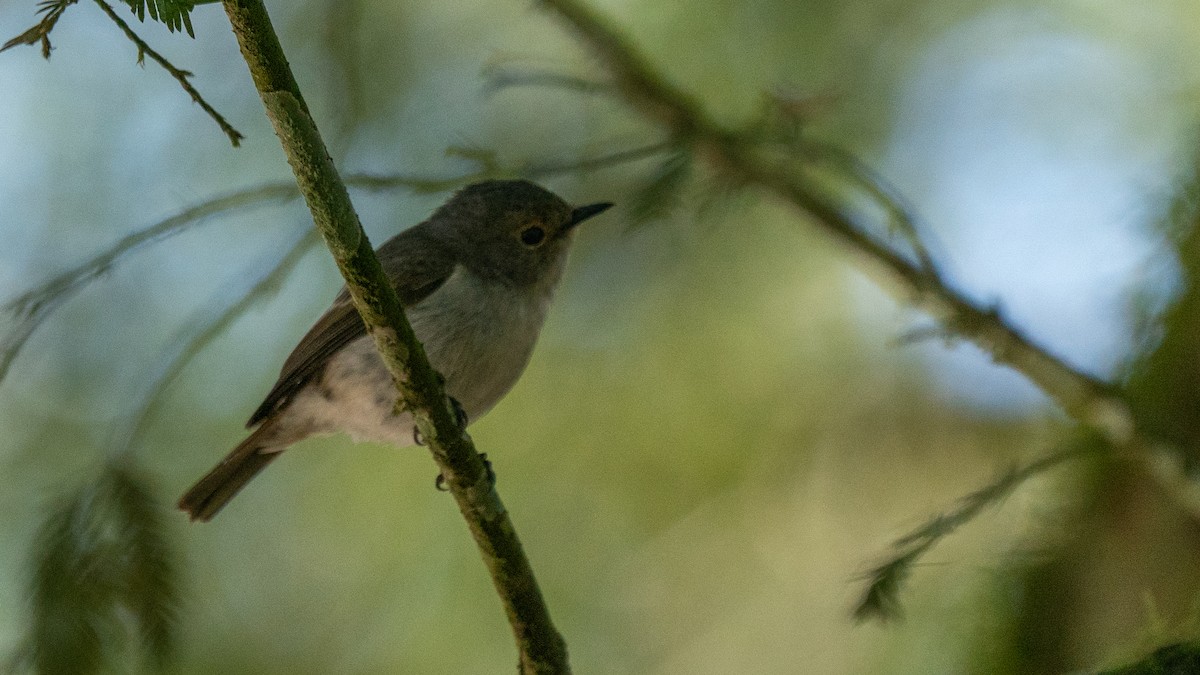 Little Pied Flycatcher - ML606193111