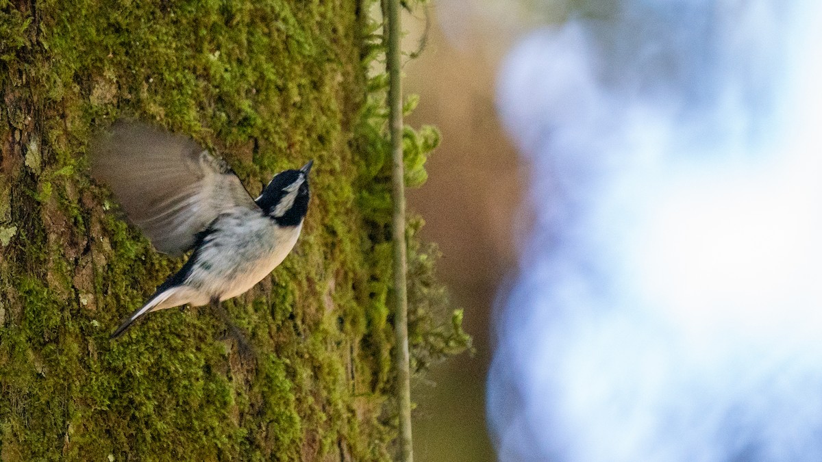 Little Pied Flycatcher - Javier Cotin