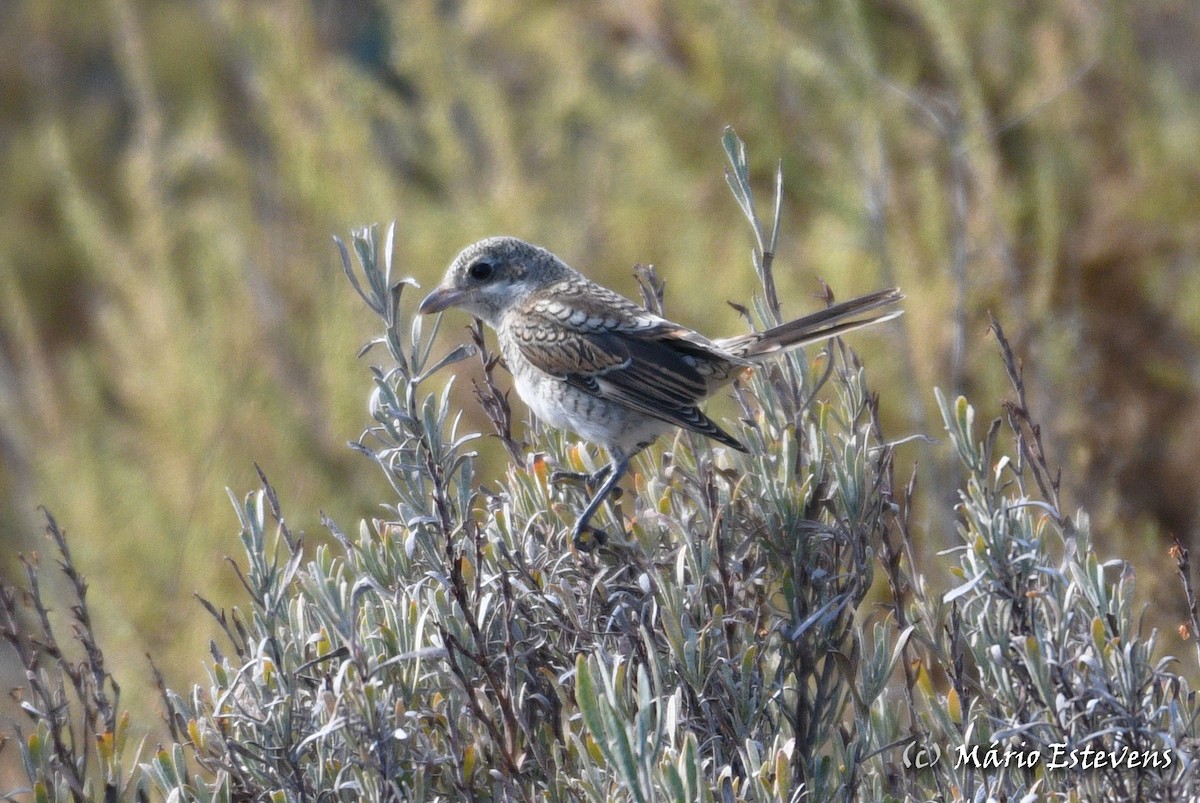 Woodchat Shrike - ML606193591