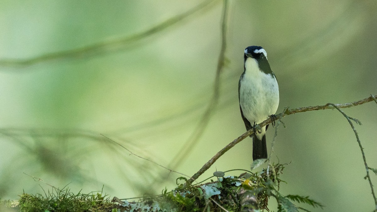 Little Pied Flycatcher - ML606193891