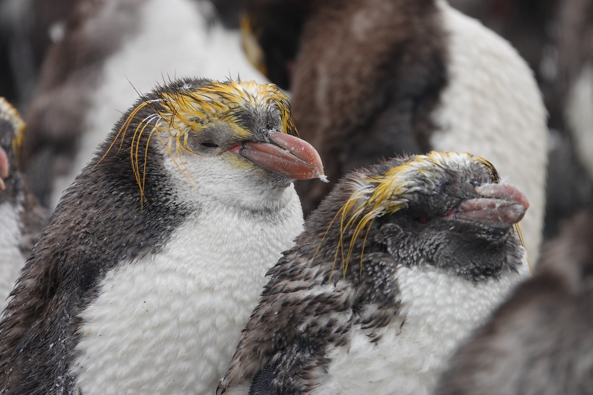 Royal Penguin - ML606193921