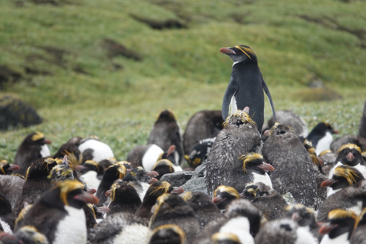 Macaroni Penguin - ML606194141