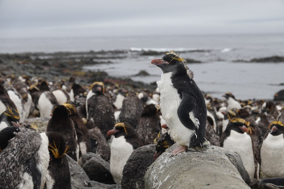 Macaroni Penguin - ML606194171