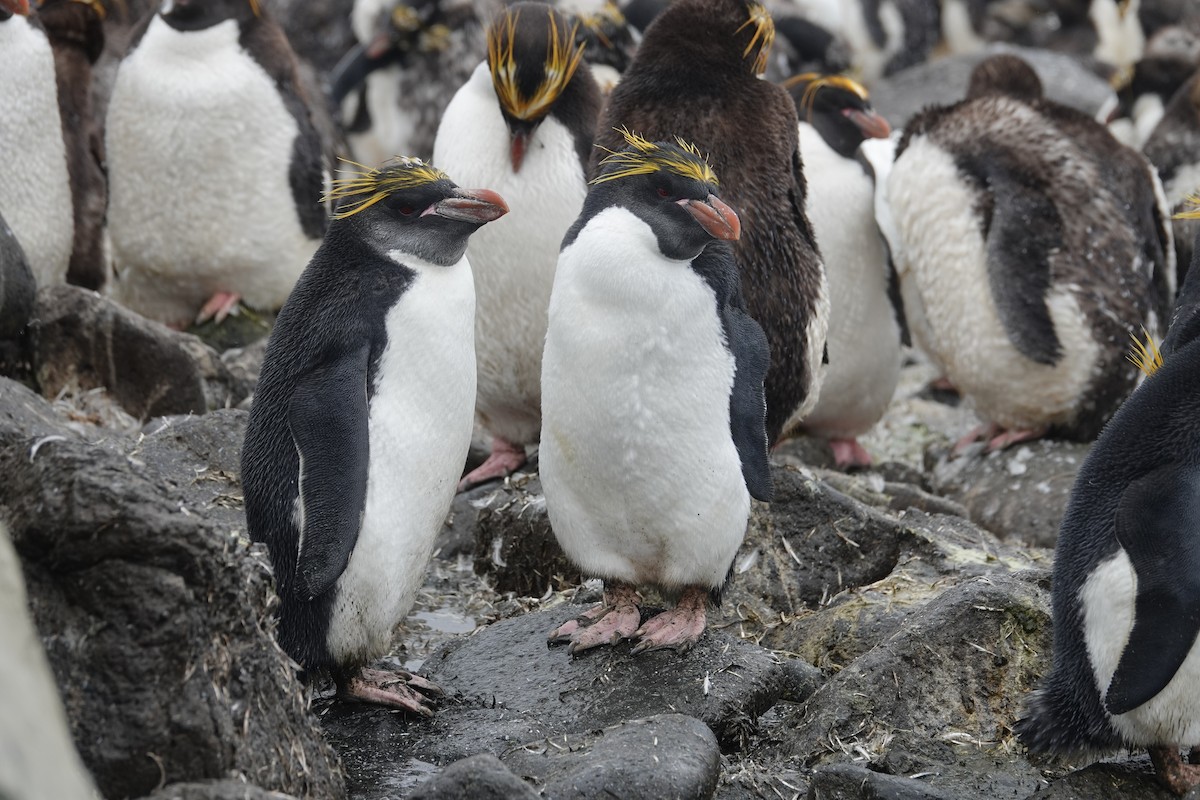 Macaroni Penguin - ML606194181