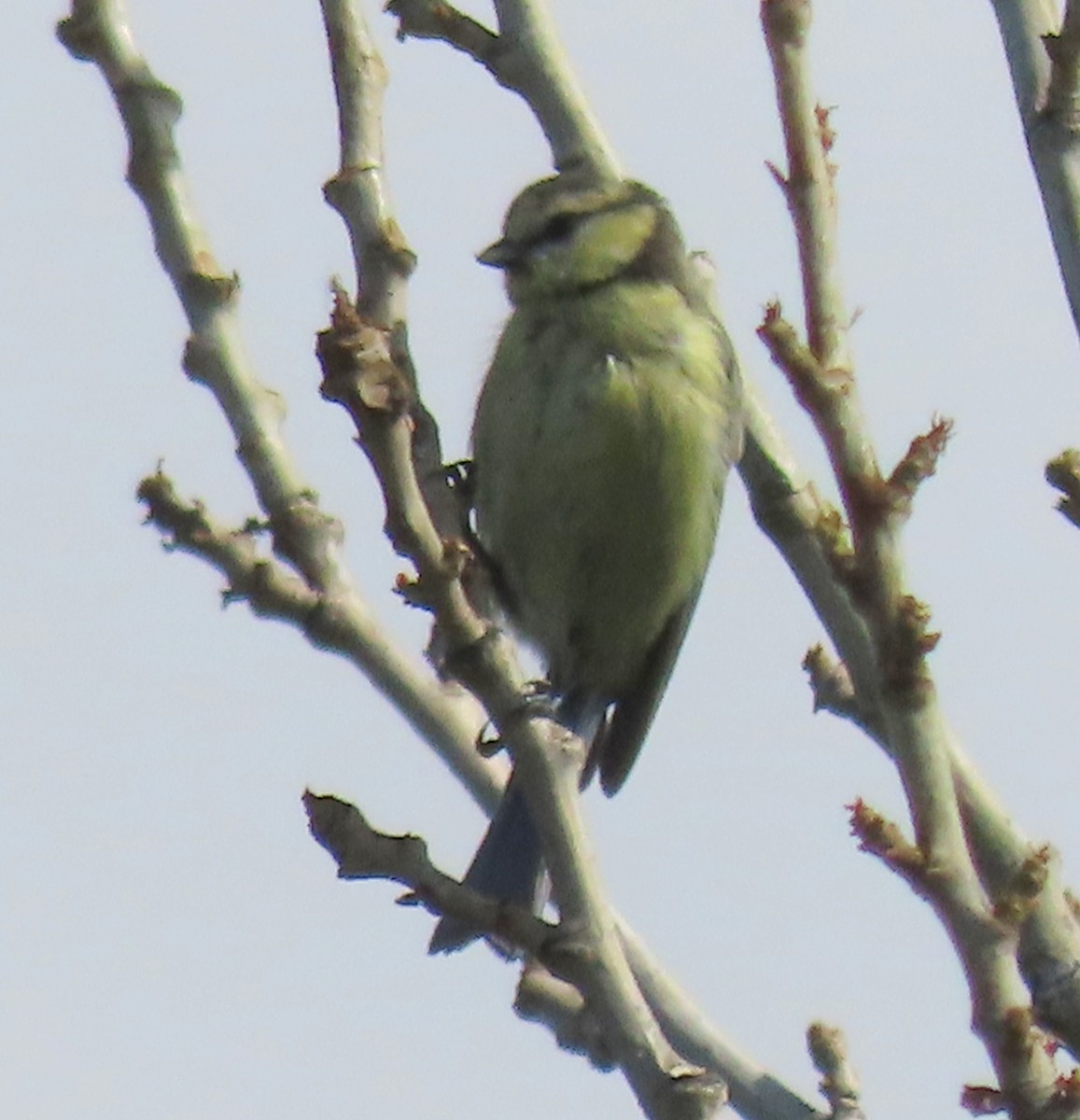 Eurasian Blue Tit - ML606195161