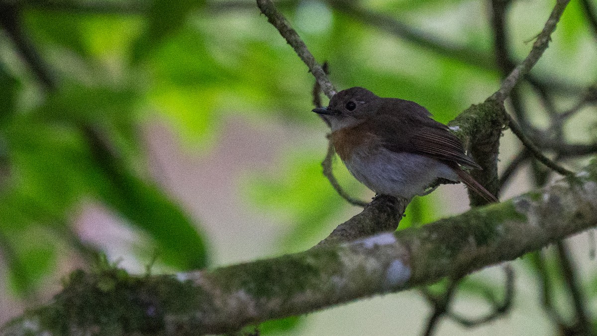 Fulvous-chested Jungle Flycatcher - ML606195661