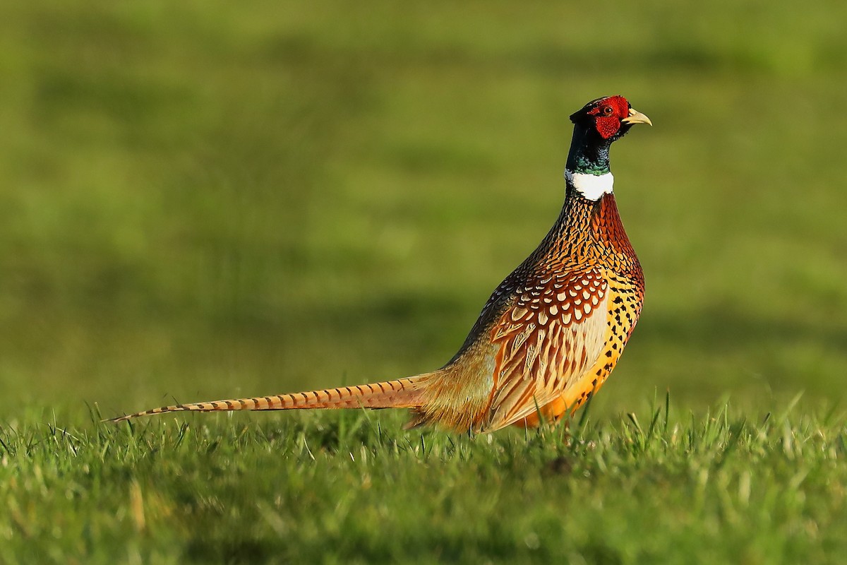 Ring-necked Pheasant - ML606196781