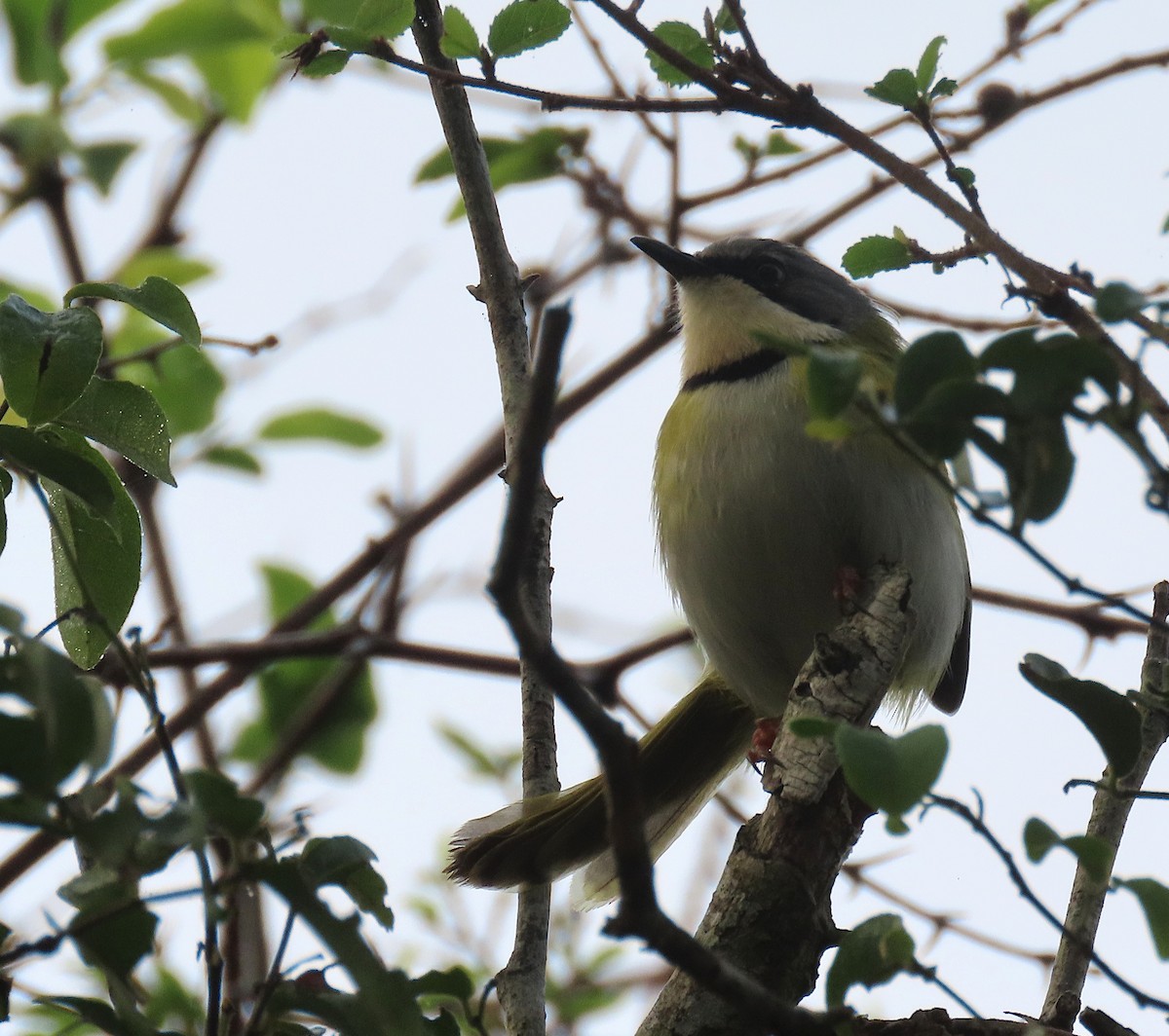 Rudd's Apalis - ML606197381