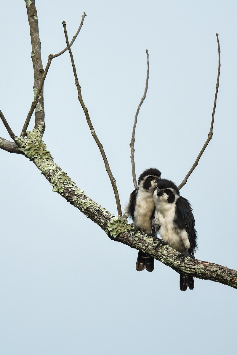 Pied Falconet - Joy Wang