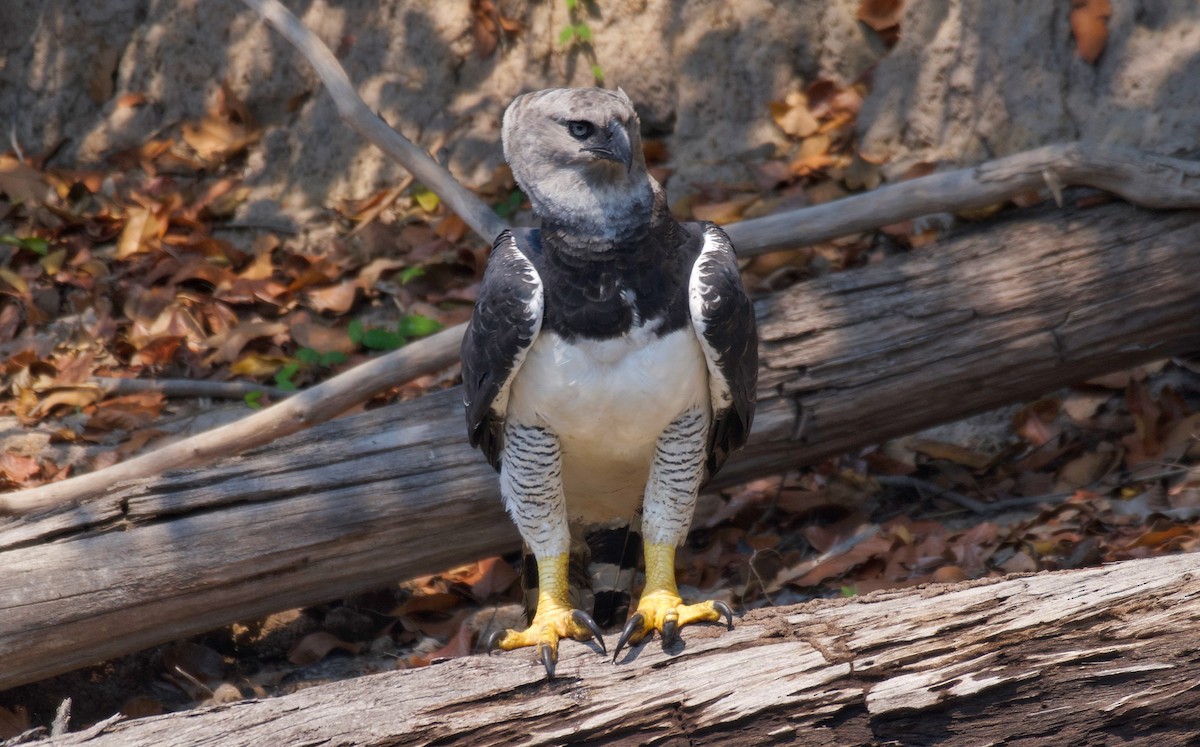 Harpy Eagle - Beto Guido Méndez