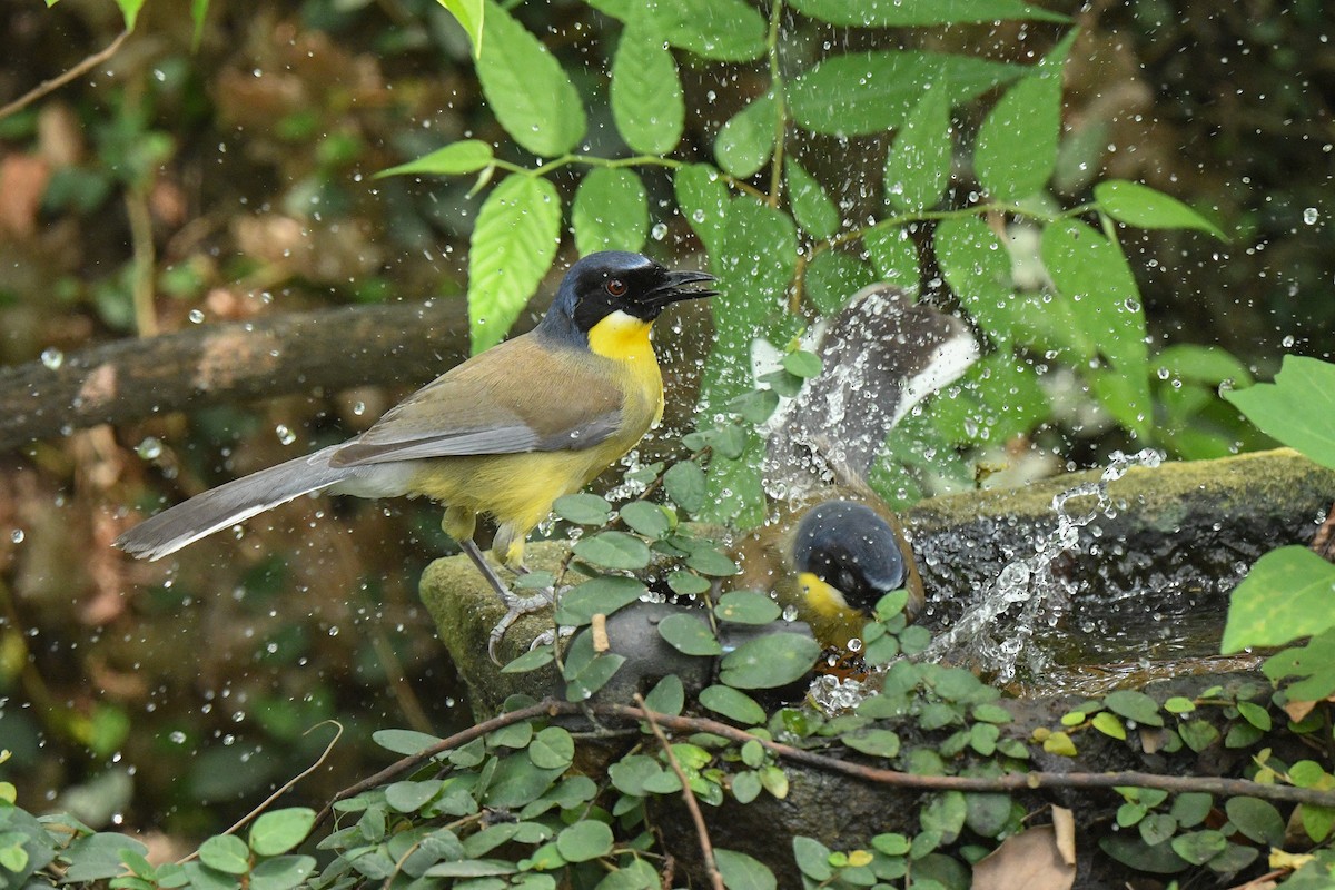 Blue-crowned Laughingthrush - Joy Wang