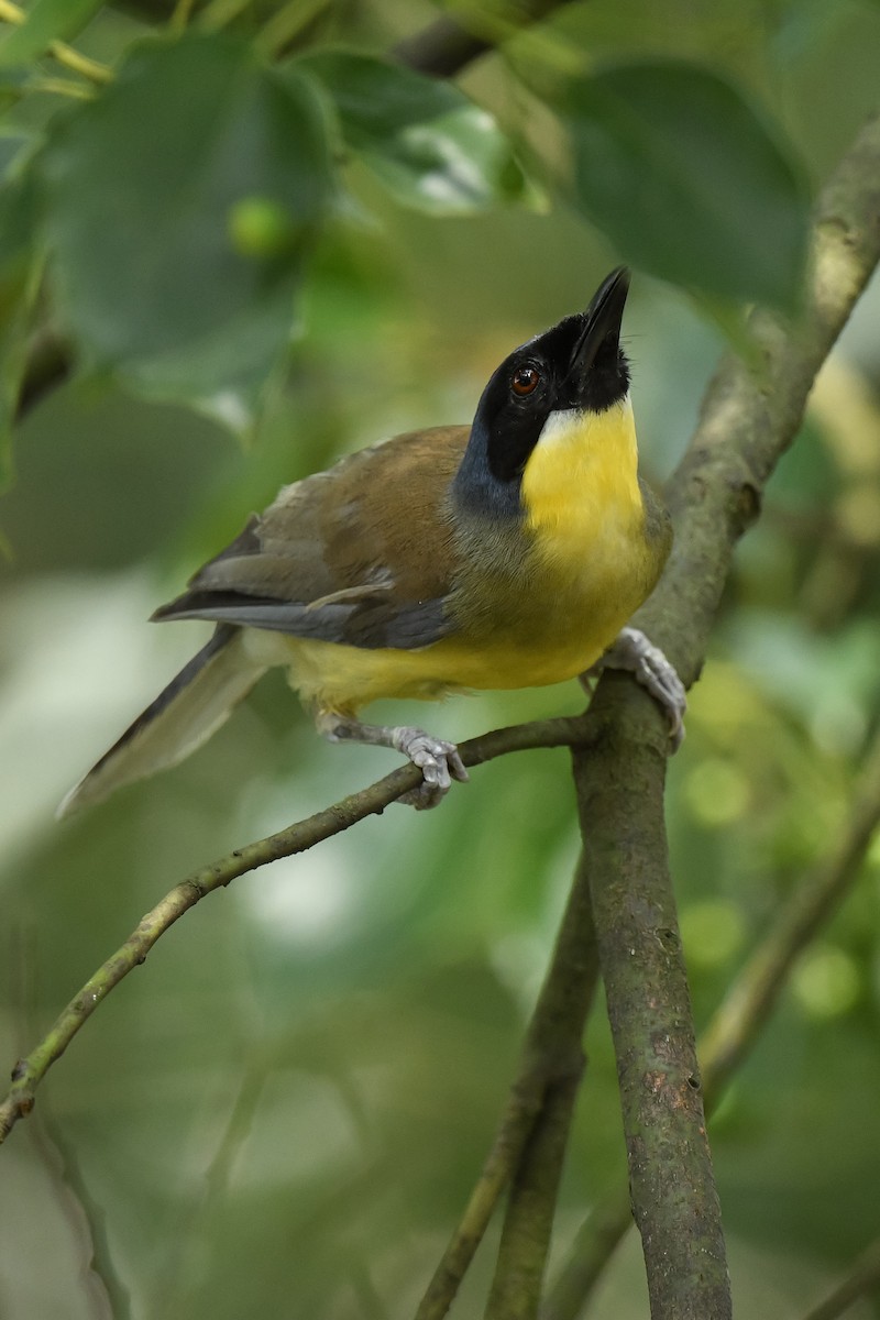 Blue-crowned Laughingthrush - Joy Wang