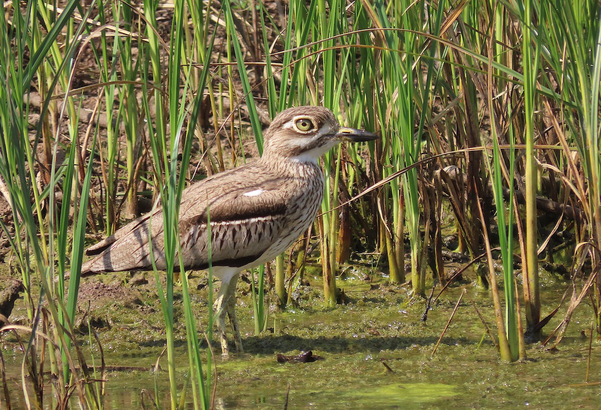 Water Thick-knee - ML606198411