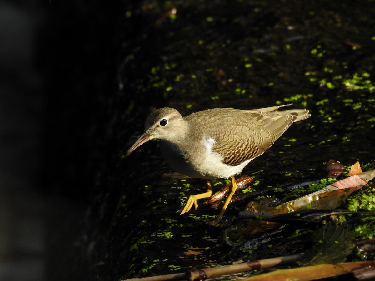 Spotted Sandpiper - ML606198421