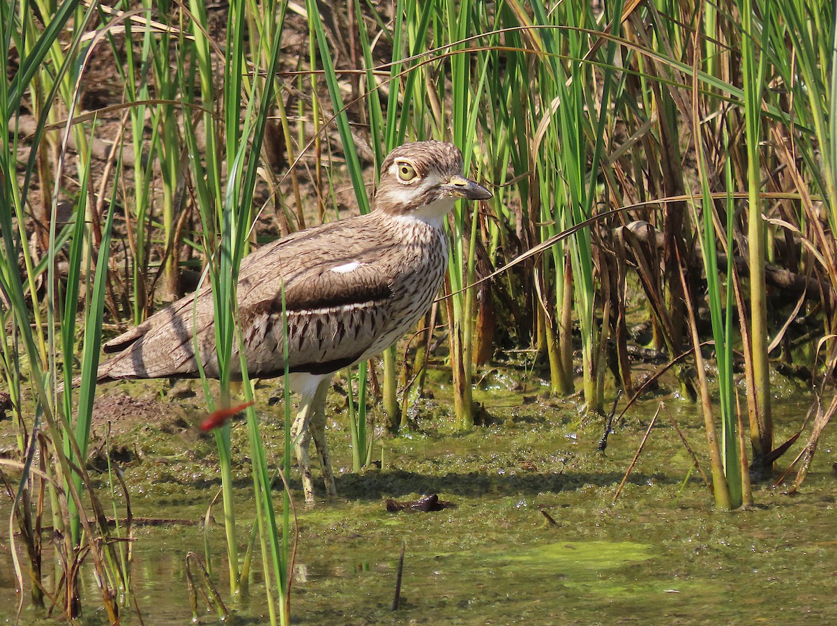 Water Thick-knee - ML606198431