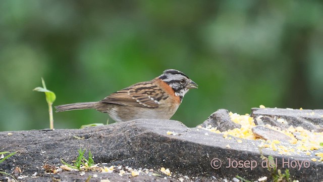 Rufous-collared Sparrow (Rufous-collared) - ML606198561