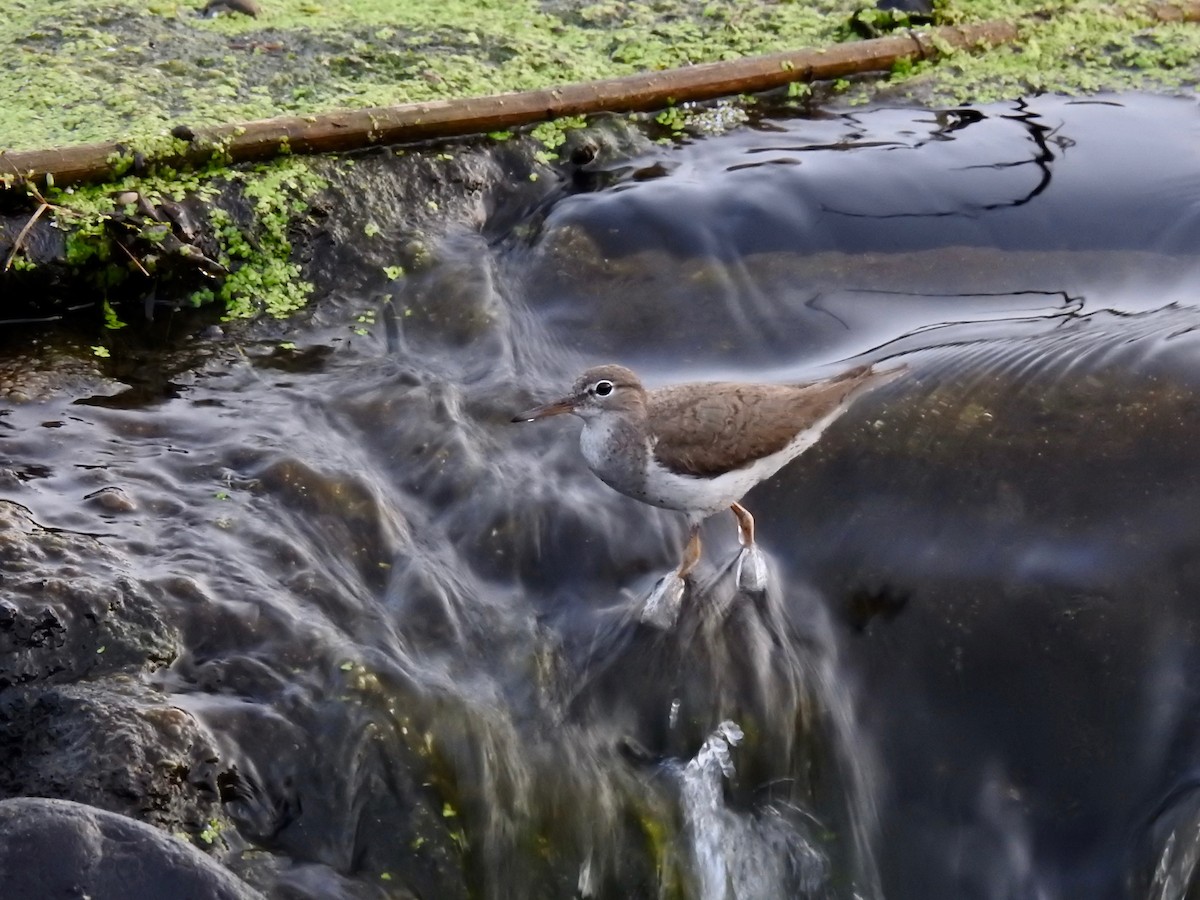 Spotted Sandpiper - ML606198681