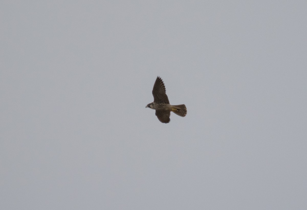 Peregrine Falcon (Barbary) - ML606199361