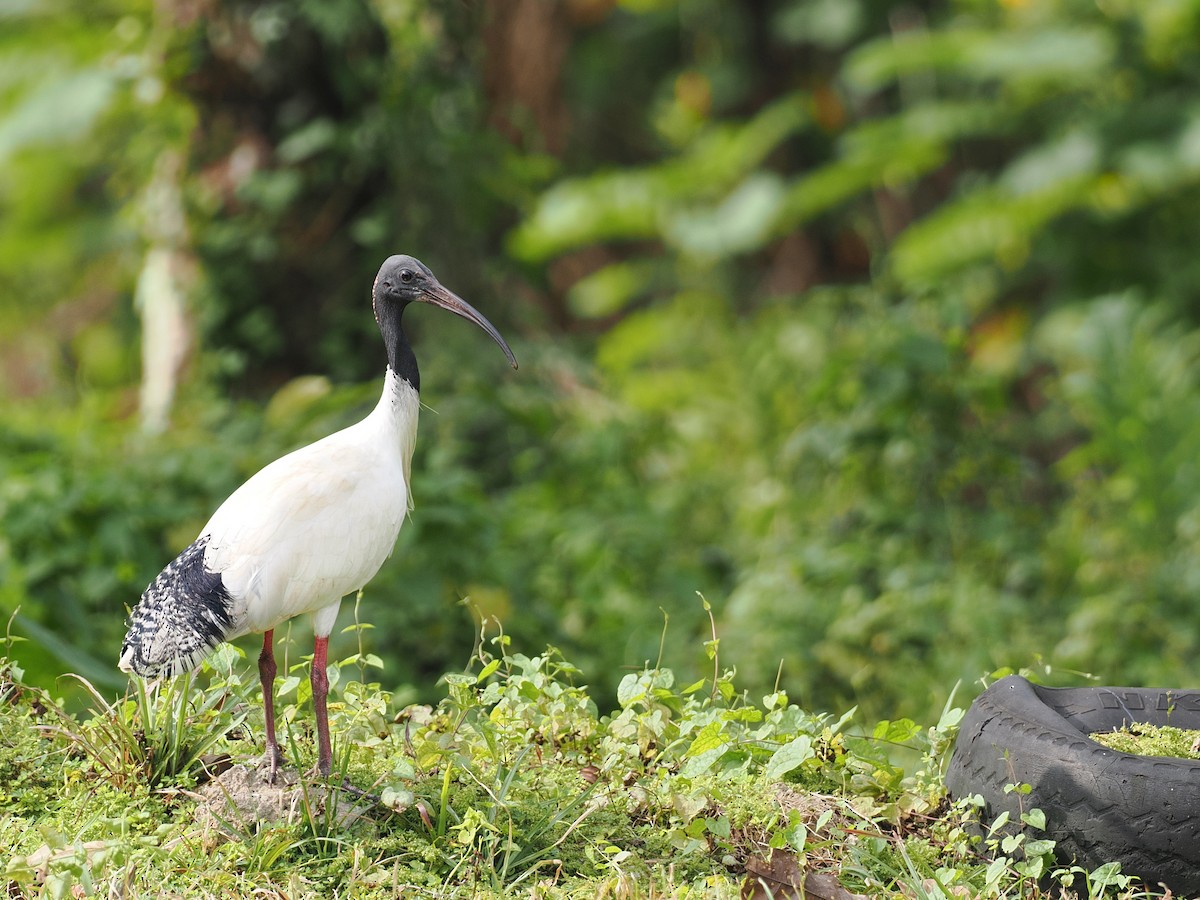 ibis australský - ML606200201