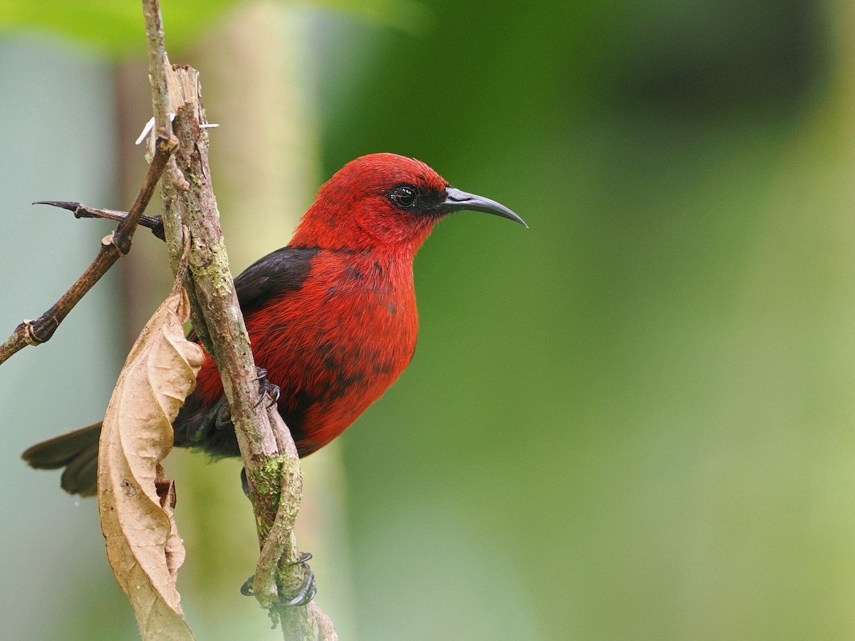 Cardinal Myzomela - Mark Sutton