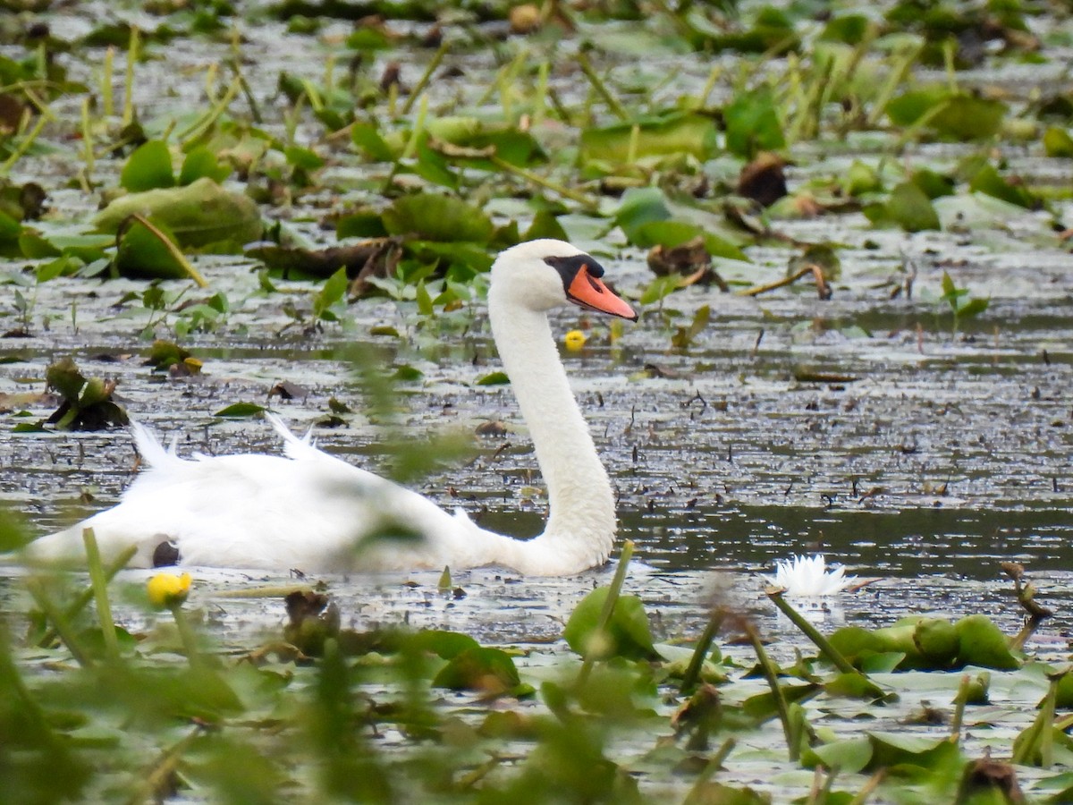 Cygne tuberculé - ML606200491