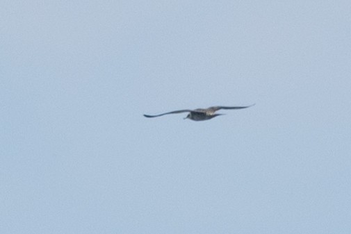 Long-tailed Jaeger - ML606201271