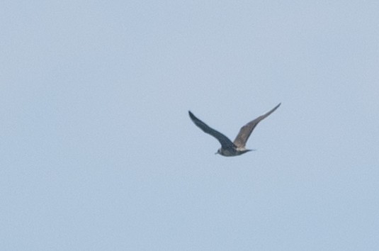 Long-tailed Jaeger - ML606201281