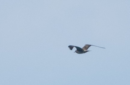 Long-tailed Jaeger - ML606201291