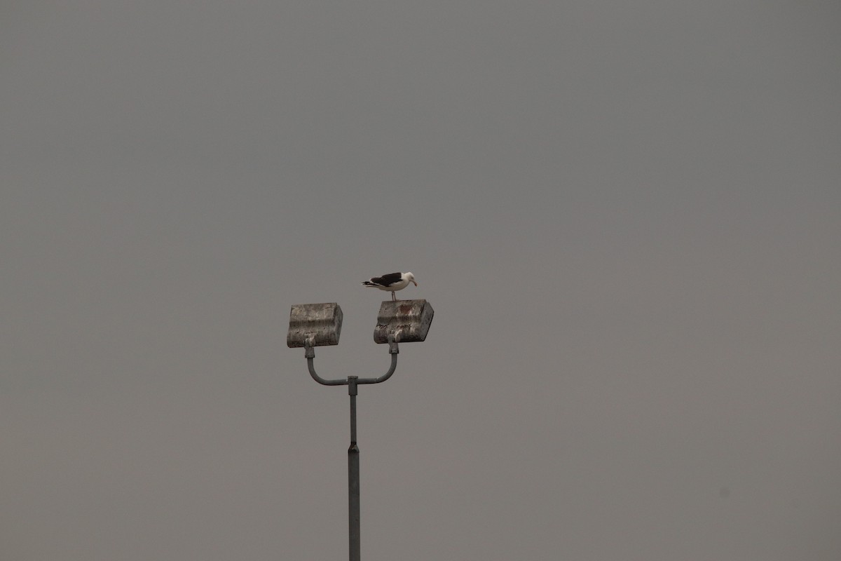 Great Black-backed Gull - ML606201831