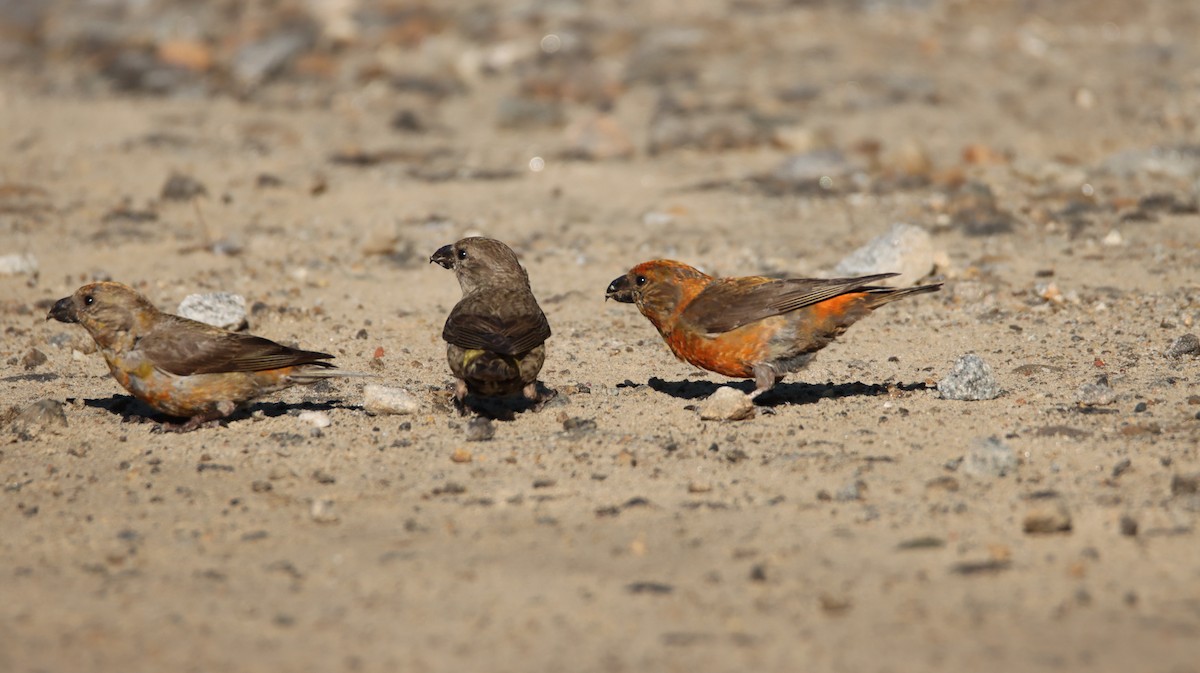 Red Crossbill - ML606201901