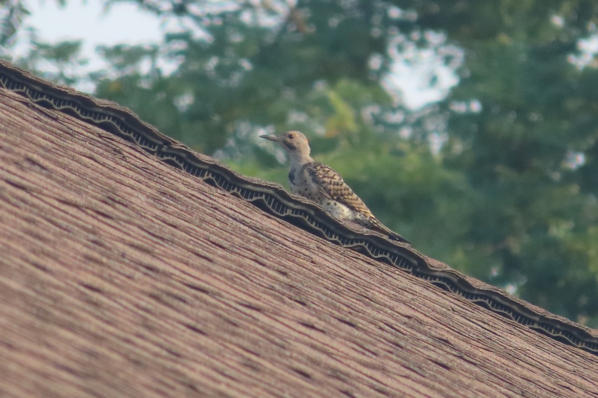 Northern Flicker (Yellow-shafted) - ML606201911