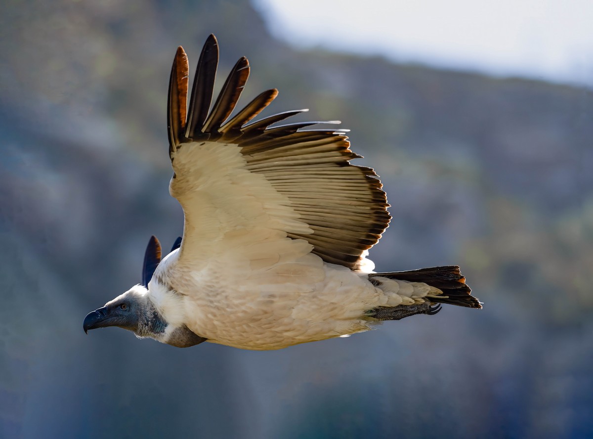 Cape Griffon - Terence Alexander