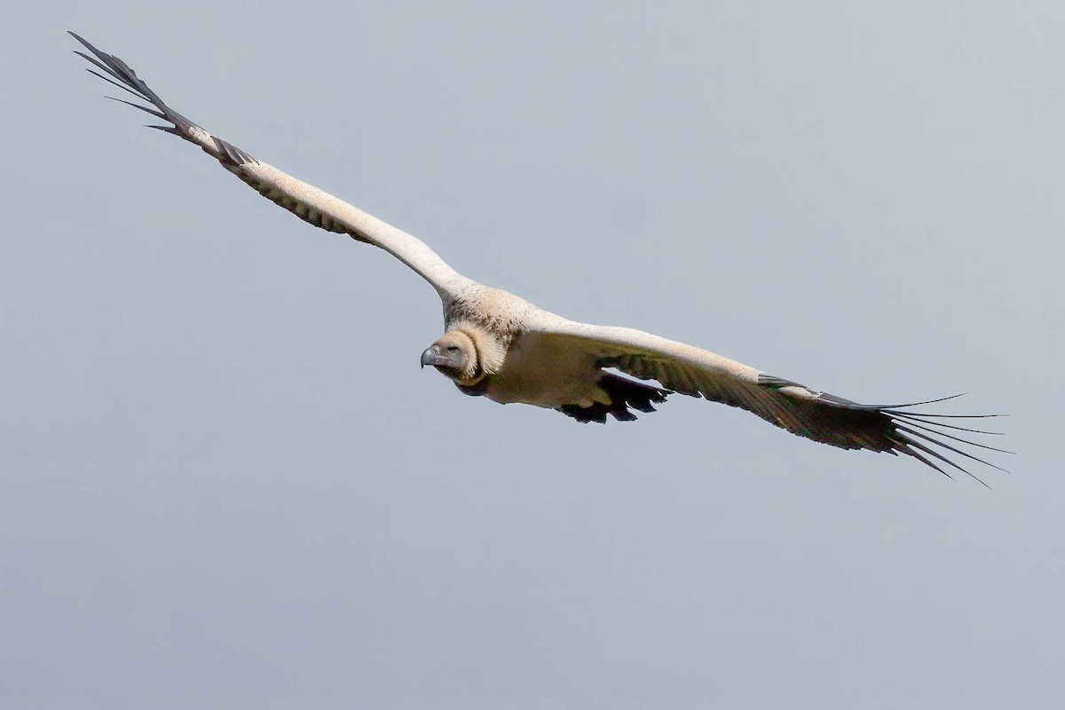 Cape Griffon - Terence Alexander