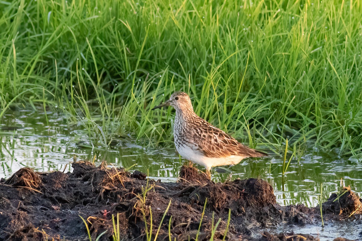 Pectoral Sandpiper - Craig Kingma